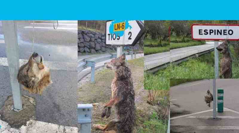 Indiscriminate killing of wolves in Asturias, Spain