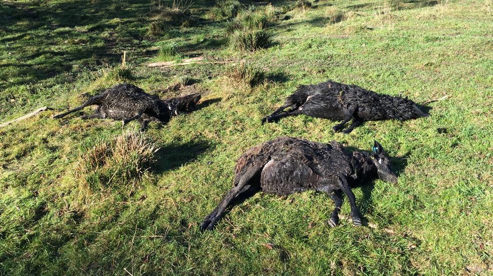 Sau drept av ulv i Våler i Østfold. Foto: Neri Horntvedt Thorsen / Statens naturoppsyn