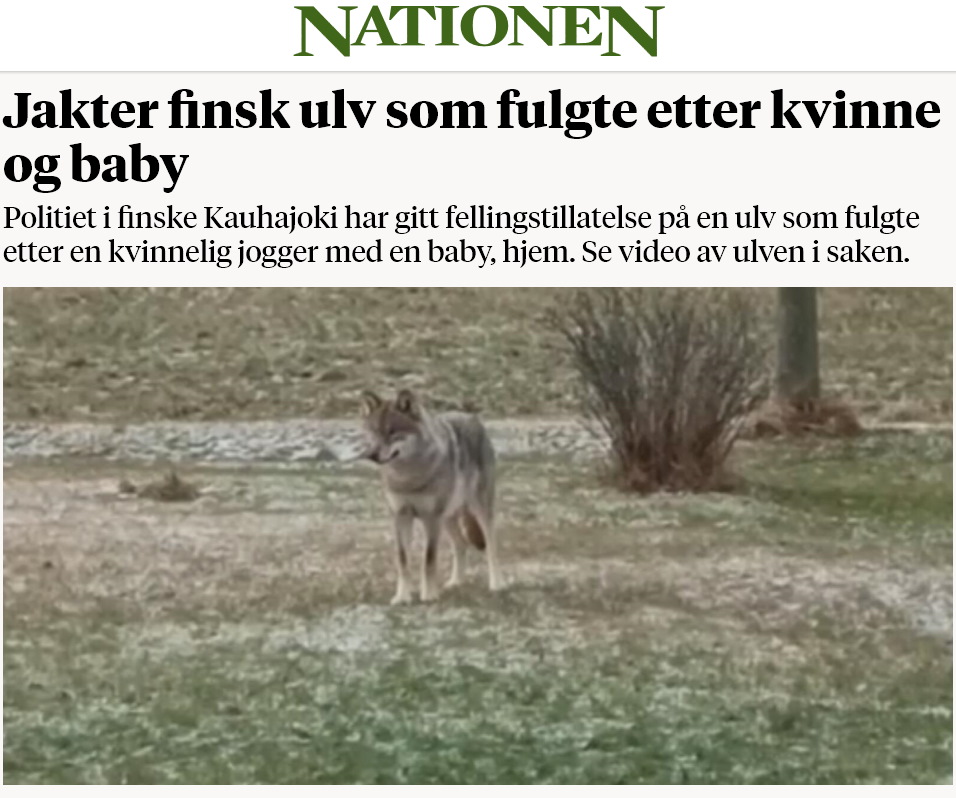 Jakter finsk ulv som fulgte etter kvinne og baby