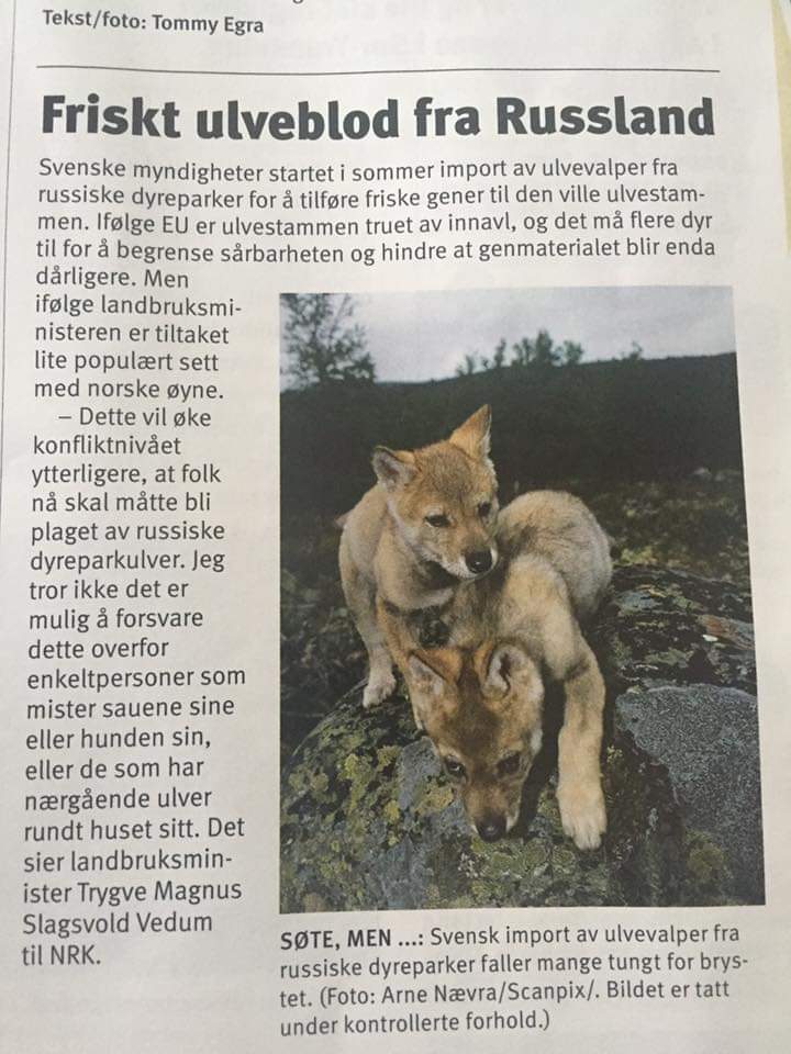 Friskt ulveblod fra Russland. Svenske myndigheter startet import av ulvevalper.