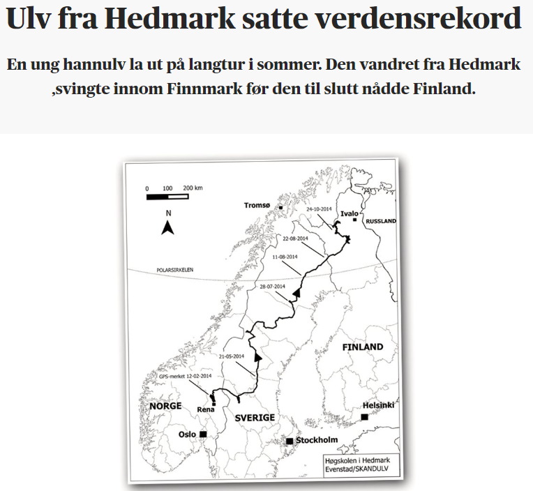 Ulv fra Hedmark satte verdensrekord, men gikk ikke over grensa til Russland